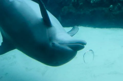 Dolphin Blowing Bubble Rings Stock Photos