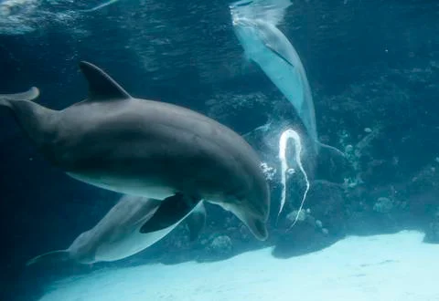 Dolphin Blowing Bubble Rings Stock Photos