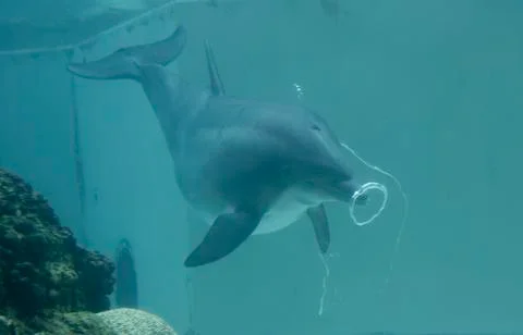 Dolphin Blowing Bubble Rings Stock Photos