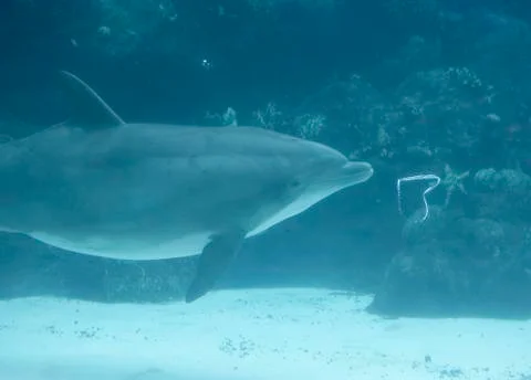Dolphin Blowing Bubble Rings Stock Photos