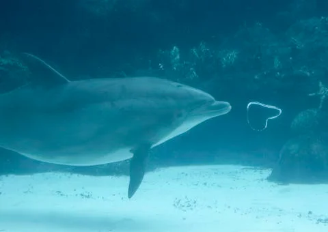 Dolphin Blowing Bubble Rings Stock Photos