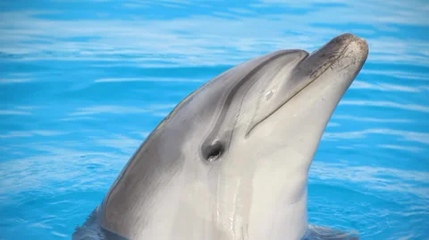 Dolphin in the blue water of the pool Stock Footage 30313947