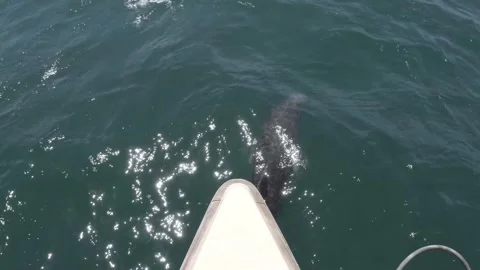 Dolphin at Bow Stock Footage 218272335