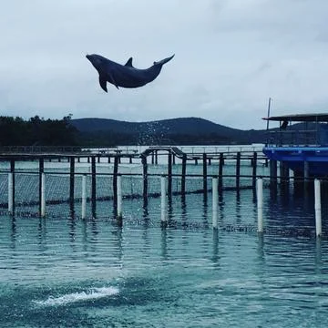 Dolphin-breach Stock Photos