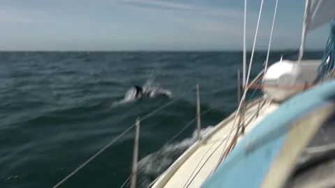 Dolphin breaching by the side of Albin Ballad yacht in the English Channel Stock Footage 255837143