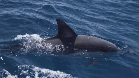 Dolphin breaks the ocean surface and expels though its blowhole. Stock Footage 93262820