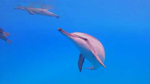 DOLPHIN BREAKS FROM POD AND BUZZES THE CAMERA CLOSE Stock Footage 196246279