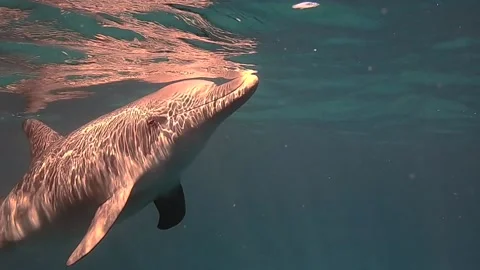 Dolphin calf communicates with a videographer Vídeo Stock 166854778