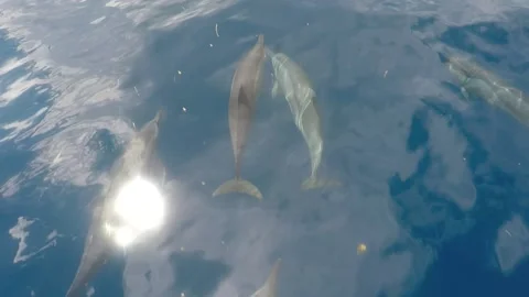 Dolphin chase Vidéo 237620964