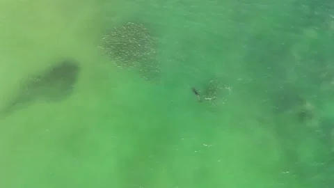 Dolphin Chasing Fish Stock Footage 295215460