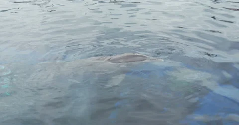 Dolphin close up Видео 50911116