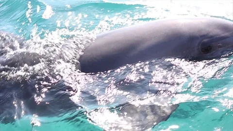 Dolphin Close-Up Stock Footage 84059088