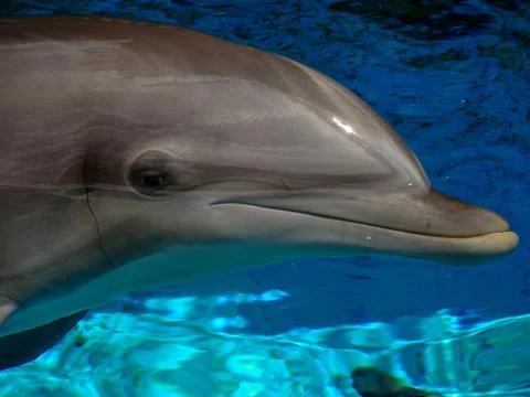Dolphin up close Foto stock