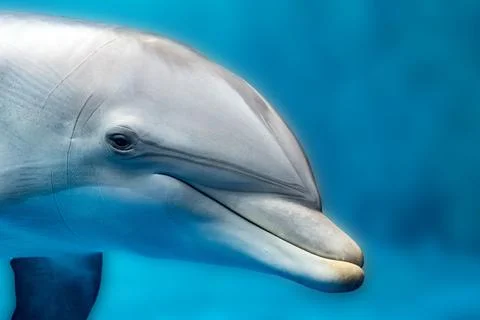 Dolphin close up portrait detail while looking at you Stock Photos