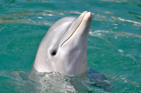 Dolphin close up portrait Foto stock