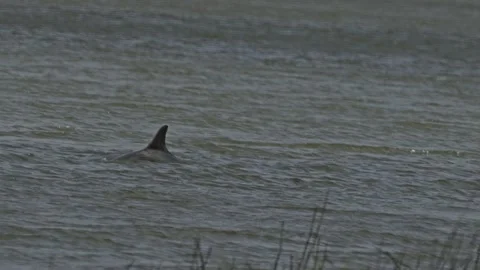 Dolphin Close To Shore 4k 库存影片 205320273