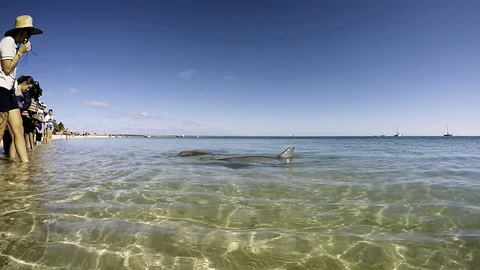 Dolphin close to a shore with people Video stock 88458466
