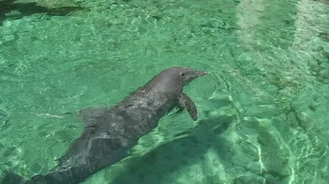 Dolphin close up swims and look on camera in sea pure water Stock Footage 53350341