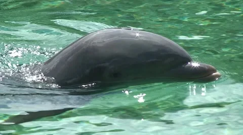 Dolphin close up swims and look on camera in sea pure water Video stock 53350985