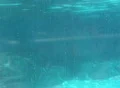 Dolphin close up under water Footage