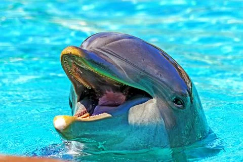 The dolphin closeup. Stock Photos