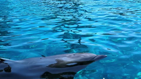A dolphin comes up to the surface of the calm blue ocean water. Close up Video stock 276507934