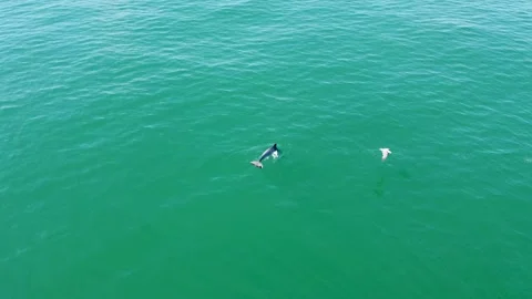 Dolphin coming up for air Stock Footage 161380342