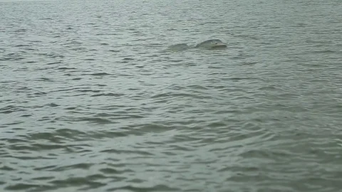 Dolphin coming out of the water Stock Footage 73060079