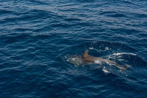 Dolphin comming to the surface of sea to breath and look around. Stock Photos