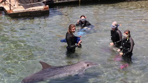 Dolphin communicates with group of snorkelers Stock Footage 280176875