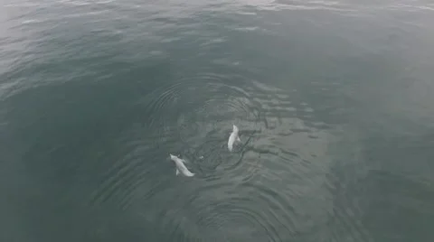 Dolphin Couple Relaxing Stock Footage 52706874