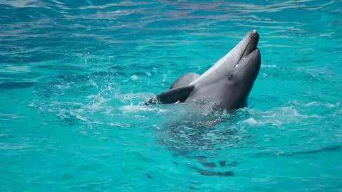 Dolphin dances in the water Stock Footage 77029973