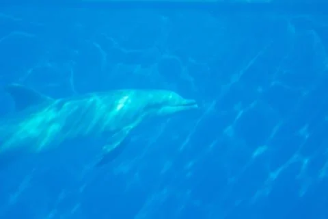 Dolphin in the deep Stock Photos