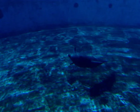 A dolphin diving in and out of the water in it's tank, uShaka Marine World Stock Footage 36645033