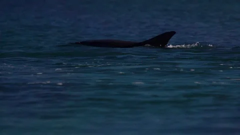 Dolphin diving in blue water Stock Footage 88454238