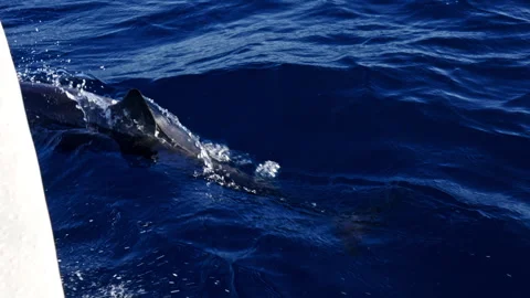 Dolphin diving under a boat Stock Footage 266340683