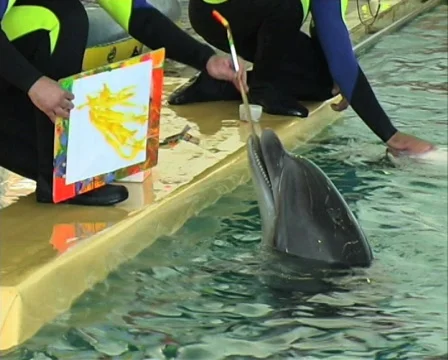 Dolphin draws Stock Footage 716535
