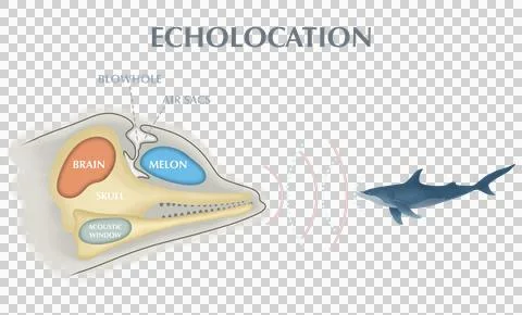 Dolphin echolocation infographic diagram showing how marine mammals Stock Illustration