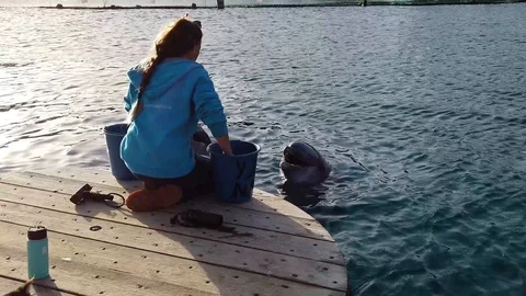 Dolphin feeding 스톡 동영상 104781860