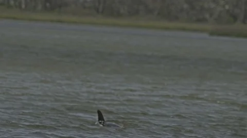 Dolphin Fin Breaching Surface Of Water Stock Footage 205319511