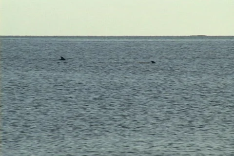 Dolphin Fins Video stock 529853