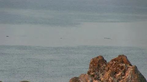 Dolphin Fins Stock Footage 12226107
