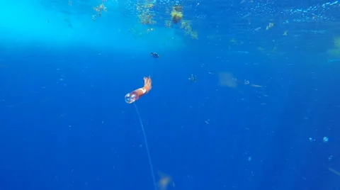 Dolphin Fish (Coryphaena hippurus) in the Florida Keys Stock Footage 52758005