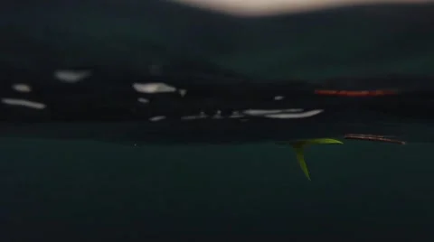 THE DOLPHIN FISH FIGHTS Stock Footage 51236311