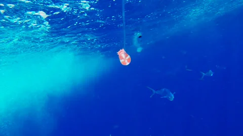 Dolphin Fish Fishing Stock-Footage 26355235