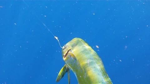 Dolphin Fish Stock Footage