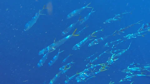 Dolphin Fish Stock Footage