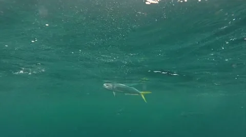 THE DOLPHIN FISH Stock Footage 51236772