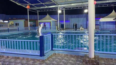 The Dolphin fish Performing in the swimming pool 库存影片 289286581