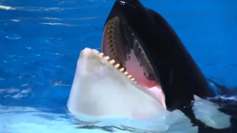 Dolphin fish playing in pool water Video stock 274415439